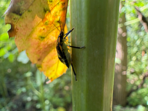 Green Stink Bug