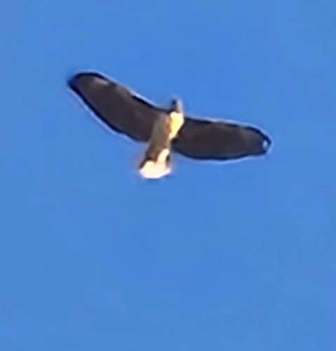 Red-tailed Hawk