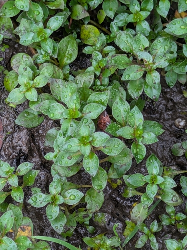 Water Purslane