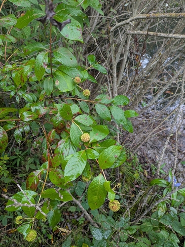 buttonbush