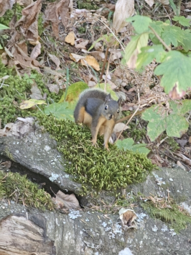 Douglas's Squirrel