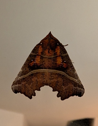 Herald Moth