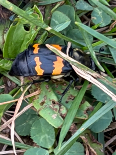 Tomentose Burying Beetle