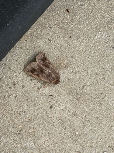 Bronzed Cutworm Moth
