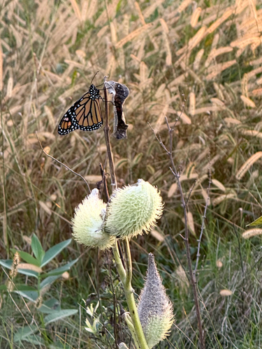 Monarch