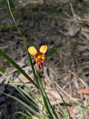 Wallflower orchid