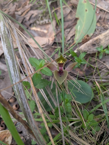 large bird-orchid