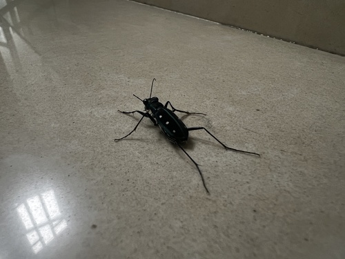 Yellow-spotted Tiger Beetle