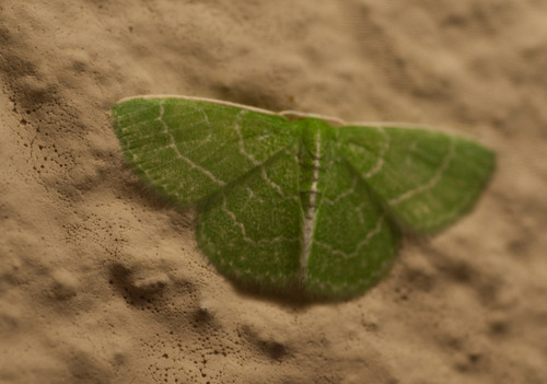Wavy-lined Emerald