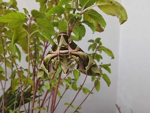 Oleander Hawkmoth