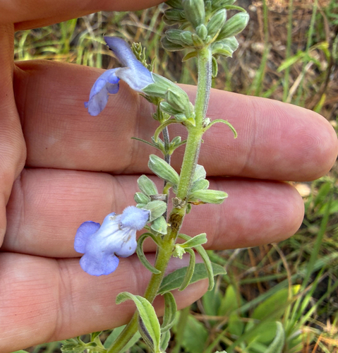 giant blue sage