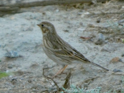 Vesper Sparrow