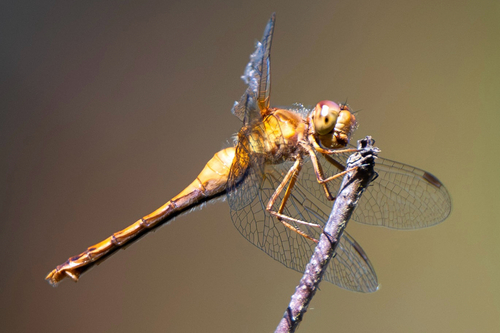 Autumn Meadowhawk