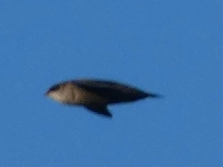 Vaux's Swift