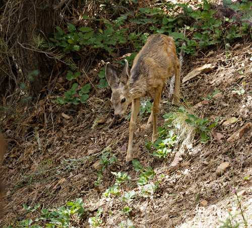 Mule Deer
