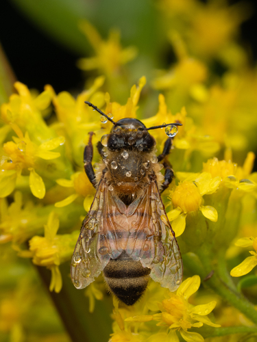 Western Honey Bee