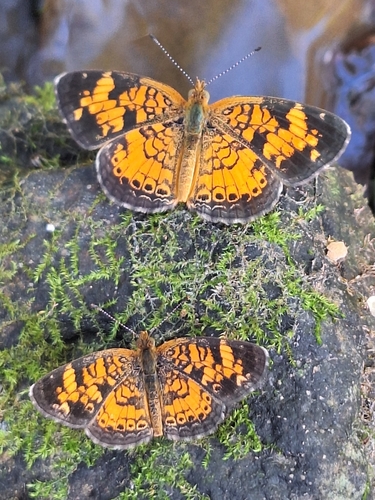 Pearl Crescent