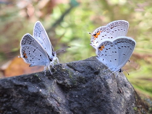 Eastern Tailed-Blue
