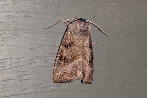 Stalk Borer Moth