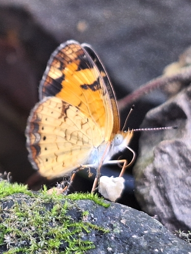 Pearl Crescent