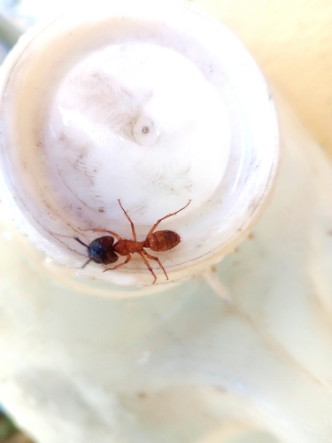 Tropical Carpenter Ant