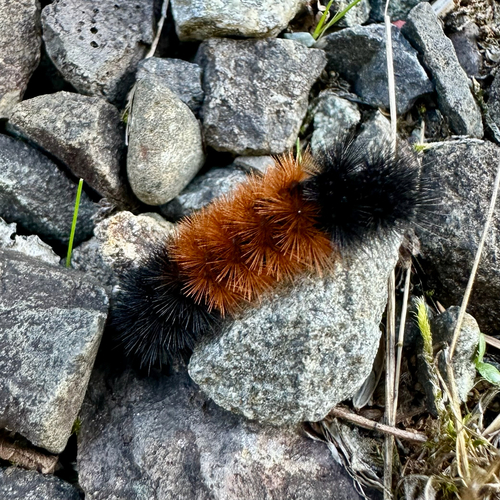 Isabella Tiger Moth