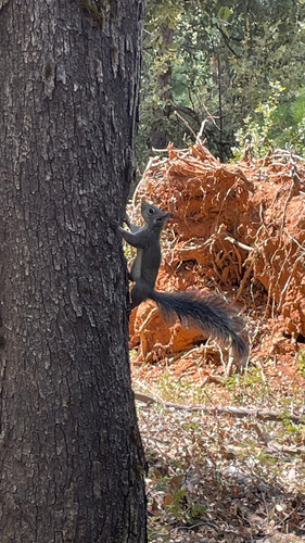 Western Gray Squirrel