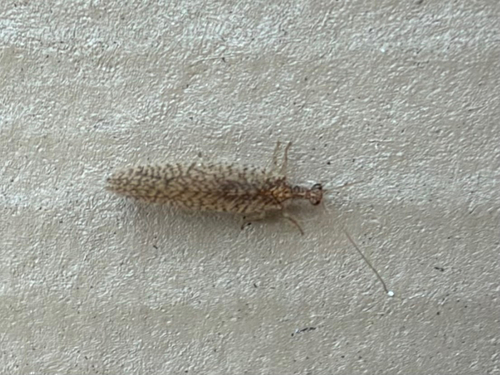 Micromus posticus