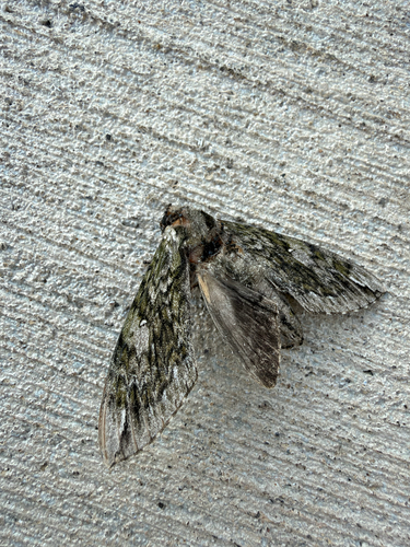 Hagen's Sphinx