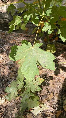 bigleaf maple