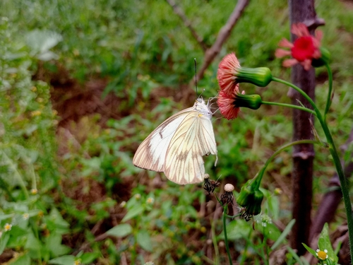 Great Southern White