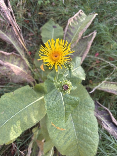 Elecampane