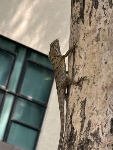 Calotes wangi wangi