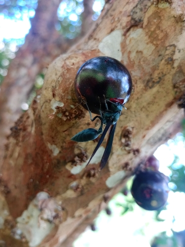 Synoeca cyanea