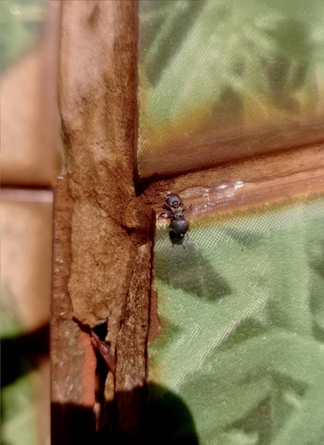 Cephalotes pusillus