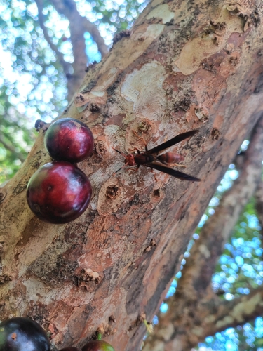 Polistes lanio