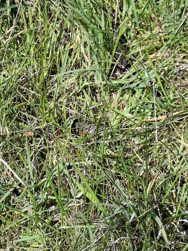 Lowlands Copperhead