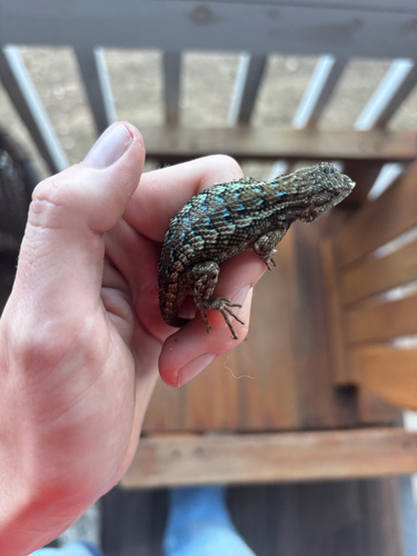 Western Fence Lizard
