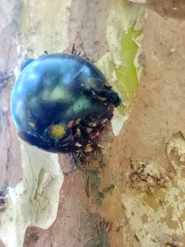 Spiny-legged Stingless bee