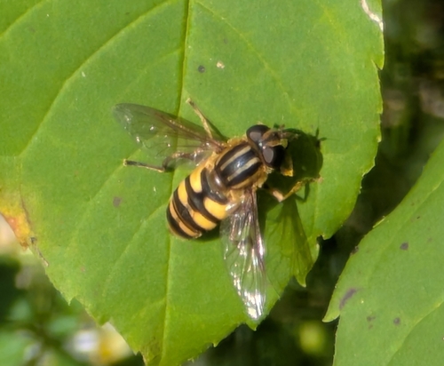 Narrow-headed Marsh Fly