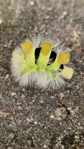 Pale Tussock Moth