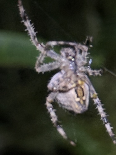 Cross Orbweaver
