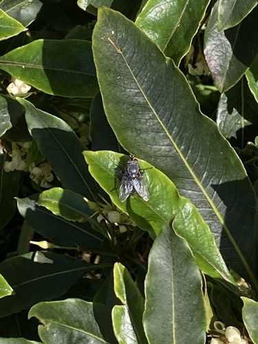 Blue Blowfly