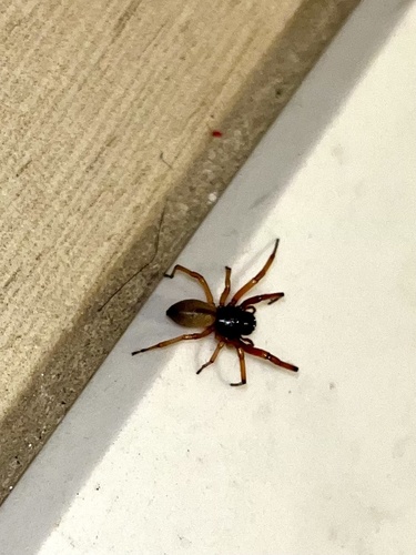 Broad-faced Sac Spider