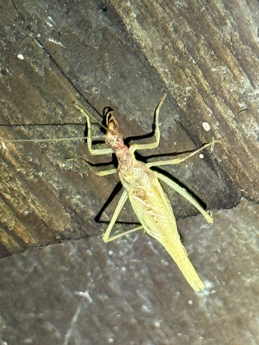 Two-spotted Tree Cricket