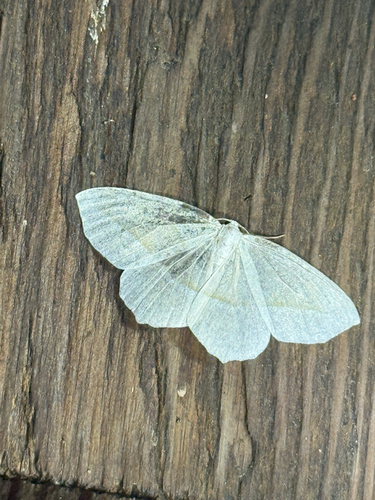 Pale Beauty