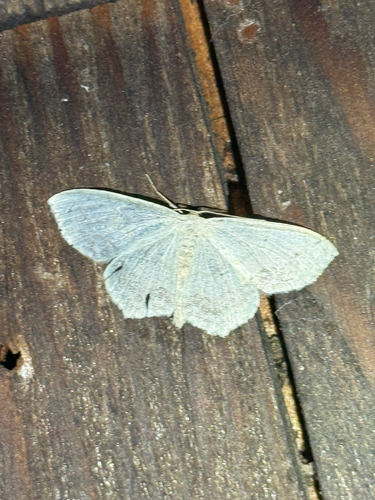 Large Lace-border Moth