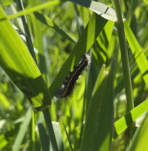 Marsh Dagger