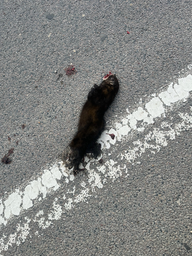 Western Polecat