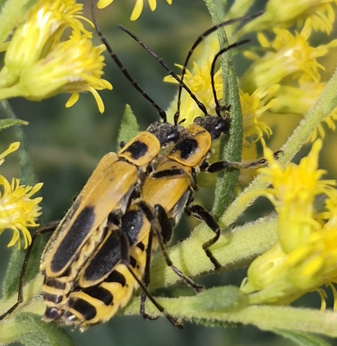 Goldenrod Soldier Beetle